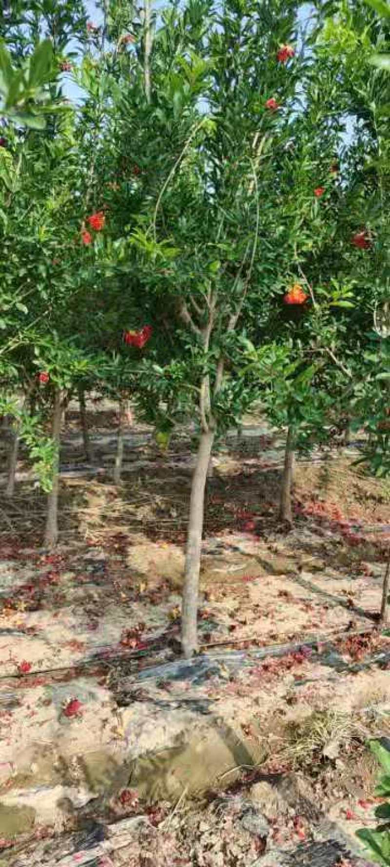 突尼斯软籽石榴结果大树庭院别墅种植正品签约直发