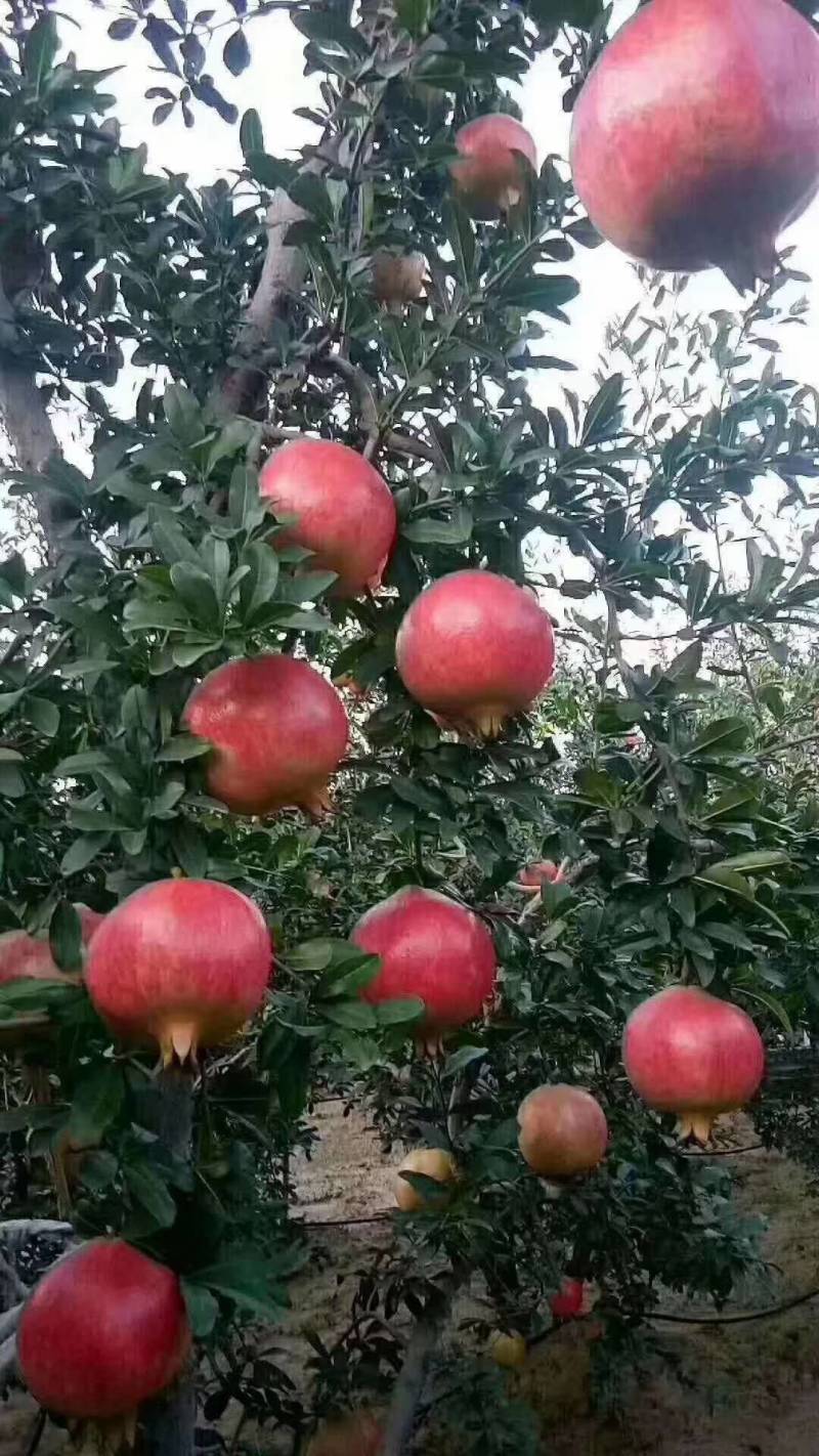 突尼斯软籽石榴结果大树庭院别墅种植正品签约直发