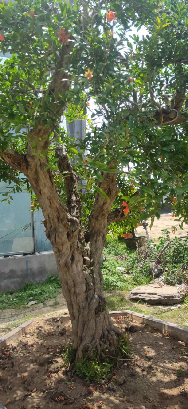 突尼斯软籽石榴结果大树庭院别墅种植正品签约直发