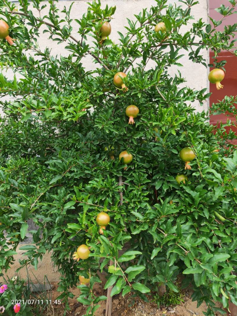 突尼斯软籽石榴结果大树庭院别墅种植正品签约直发
