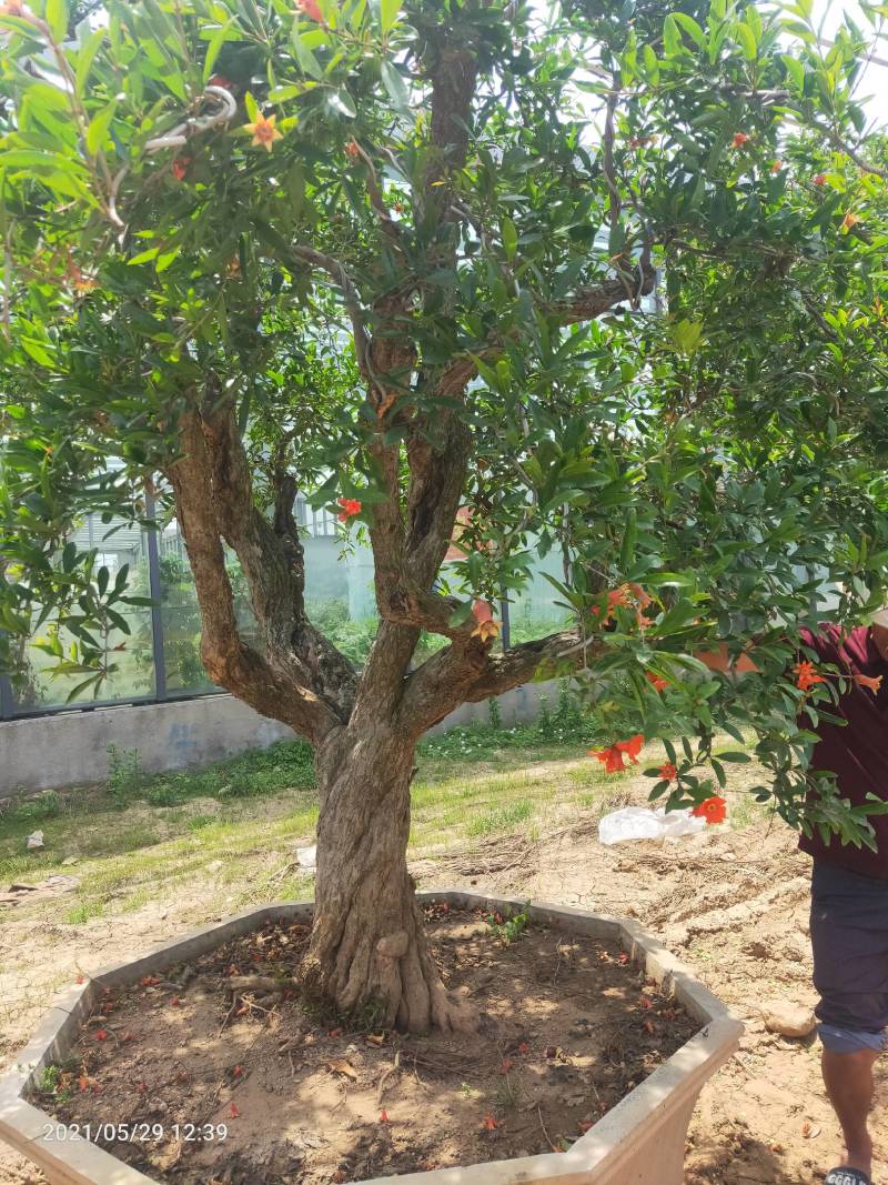 突尼斯软籽石榴结果大树庭院别墅种植正品签约直发