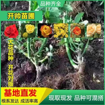 云南玫瑰大苗多色老桩月季花种苗绿化工程苗盆栽苗四季开花