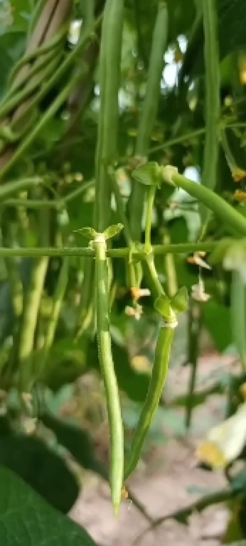 我地七月下旬大量上市丰收二号豆角我地七月下旬大量上市丰收