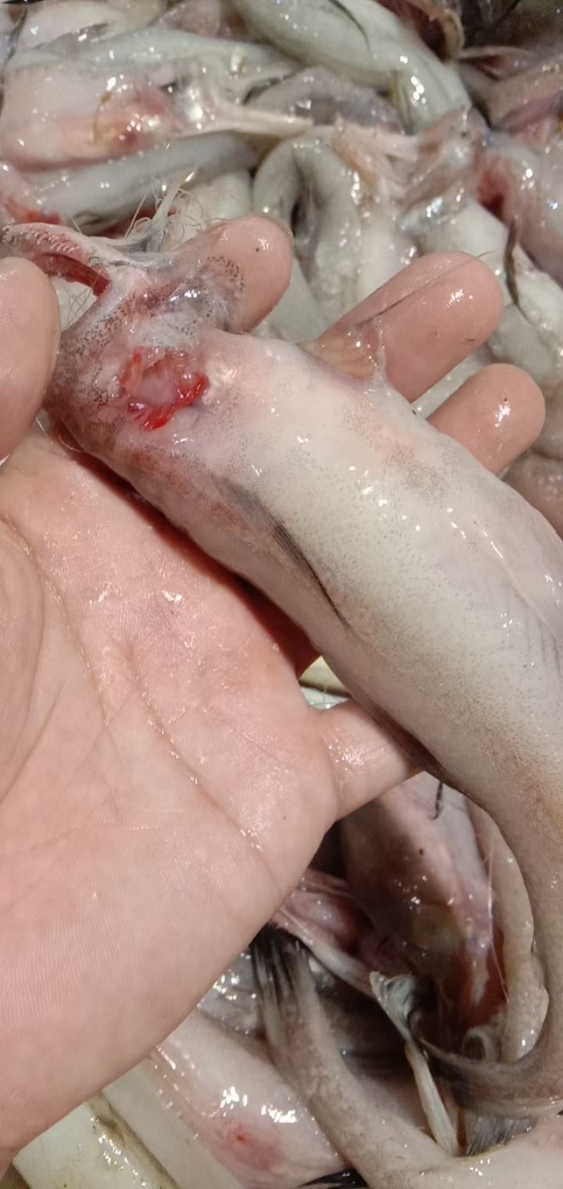 连云港新鲜船捕豆腐鱼，龙头鱼，一手货源，