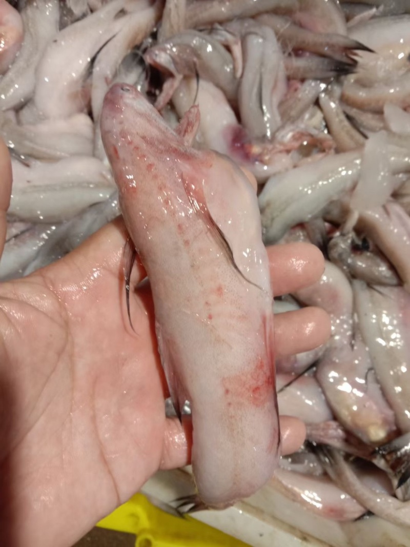 连云港新鲜船捕豆腐鱼，龙头鱼，一手货源，