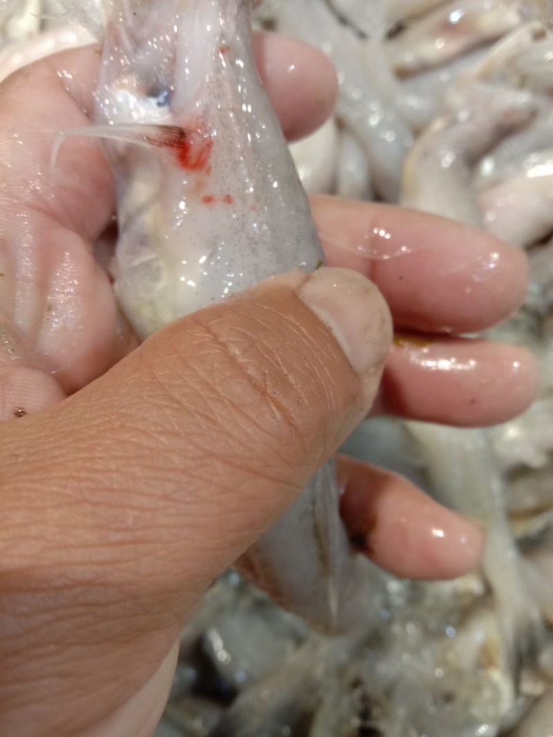 连云港新鲜船捕豆腐鱼，龙头鱼，一手货源，
