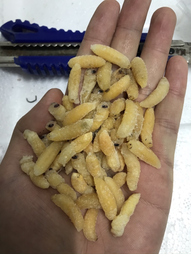 蜂蛹，1-2级混合树蜂蛹，葫芦蜂，树蜂蛹，小蜂蜂蛹，熟冻