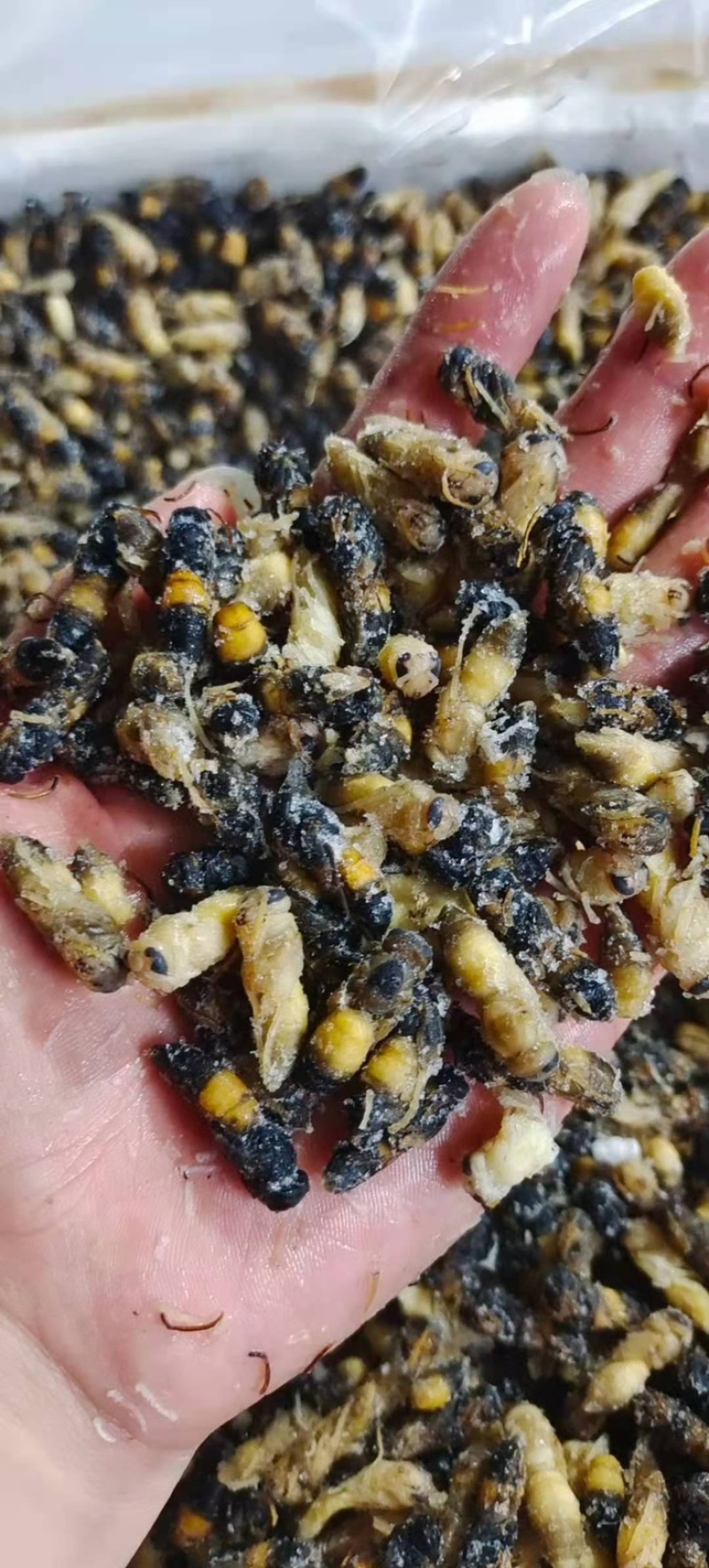 蜂蛹，4级，带小黄，七里，黄脚黑无翅，葫芦蜂（树蜂）蜂蛹