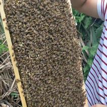 中蜂一箱3脾蜂带王发货，蜂群足蜂.健康发展快能维持8脾蜂上
