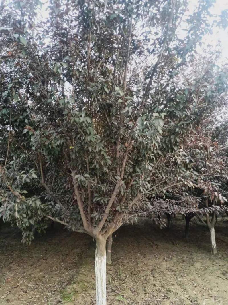精品紫叶李，基地直销，10-15公分，可地头装车，
