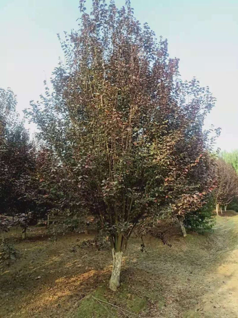 精品紫叶李，基地直销，10-15公分，可地头装车，