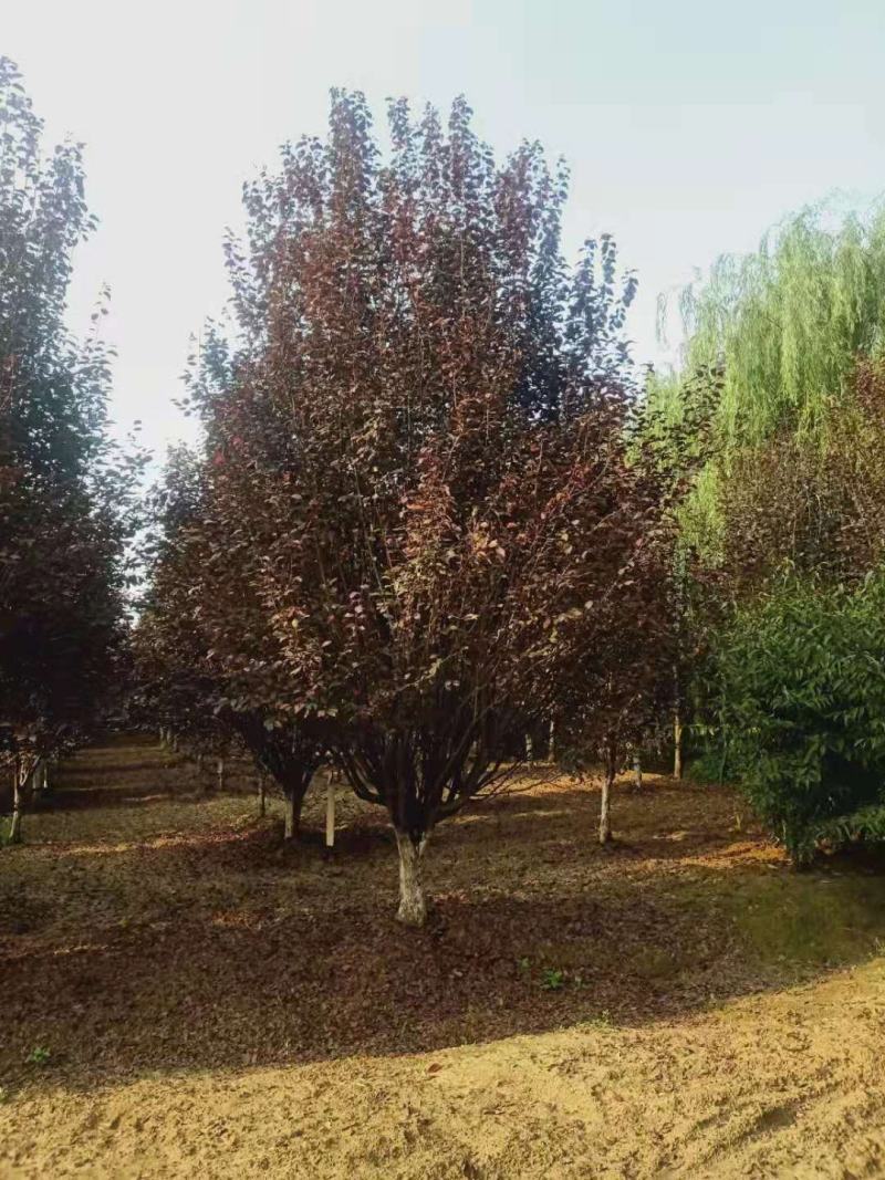 精品紫叶李，基地直销，10-15公分，可地头装车，