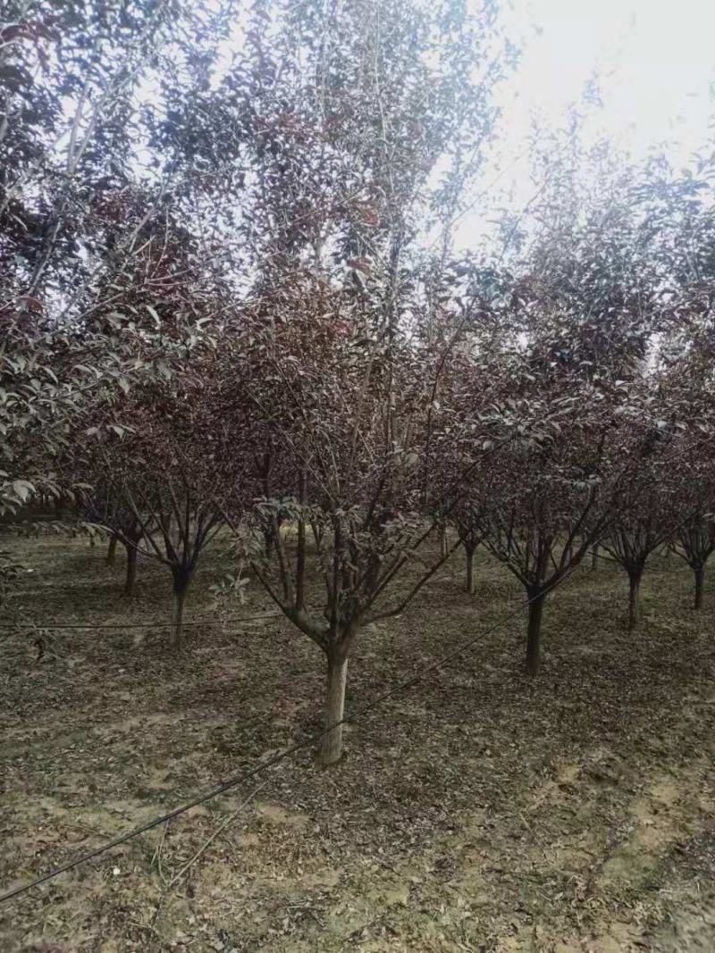精品紫叶李，基地直销，10-15公分，可地头装车，