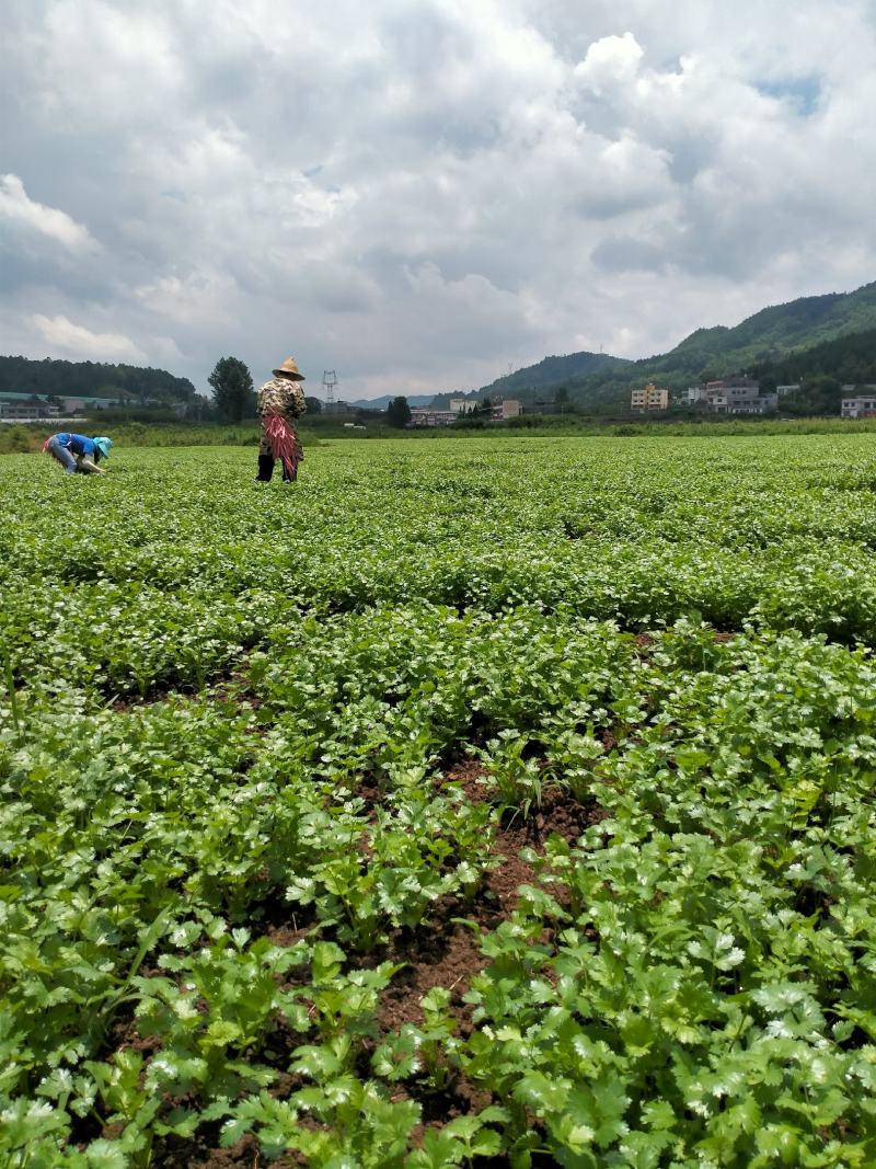 大叶香菜20~25厘米以上，基地种植。货源充足。