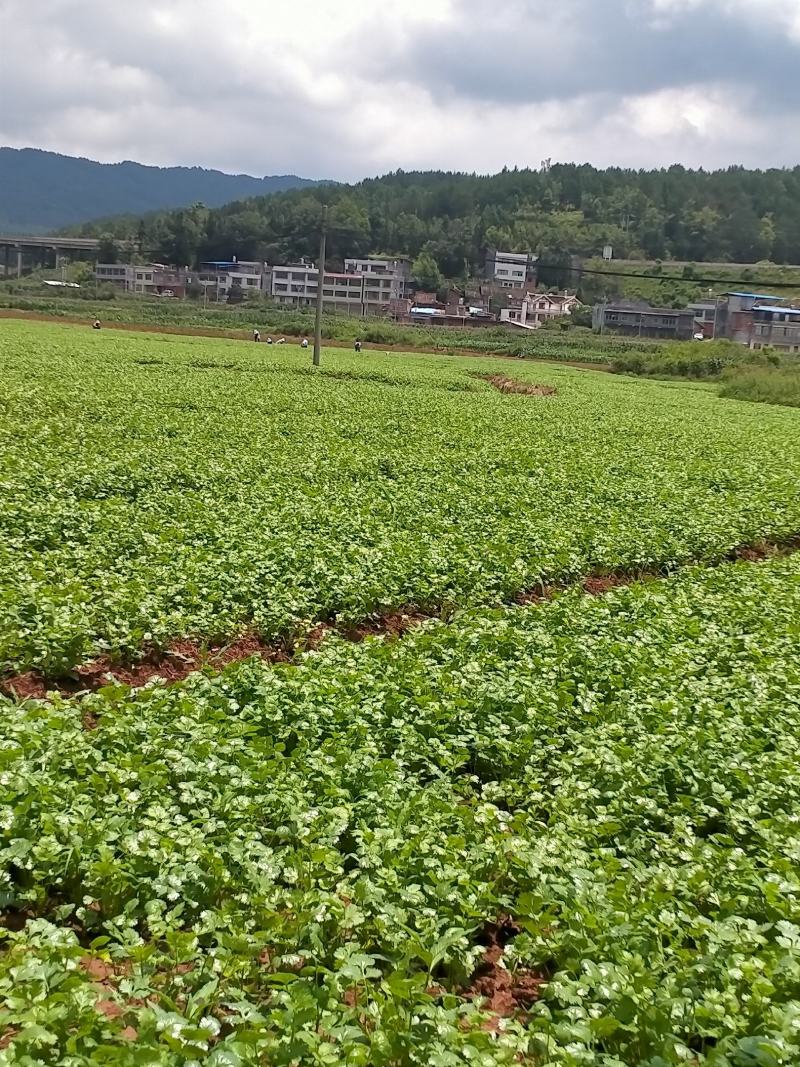 大叶香菜20~25厘米以上，基地种植。货源充足。