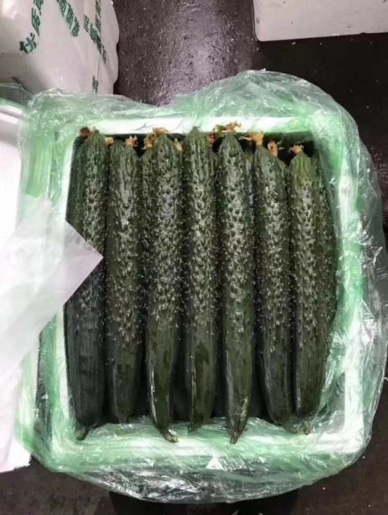 黄瓜精品密刺亮条黄瓜产地直供货源充足绿皮绿瓤货源充足