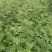 大红袍花椒苗狮子头花椒苗。基地直发品种保质保量。