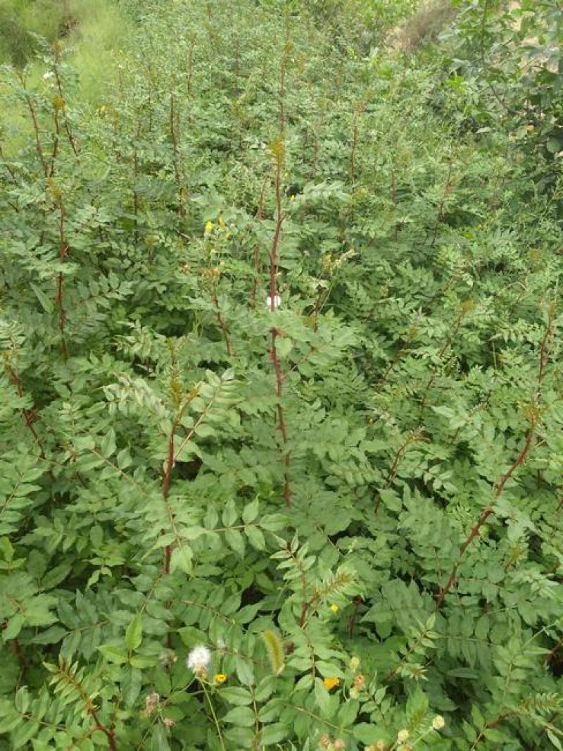 大红袍花椒苗狮子头花椒苗。基地直发品种保质保量。