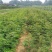 大红袍花椒苗狮子头花椒苗。基地直发品种保质保量。