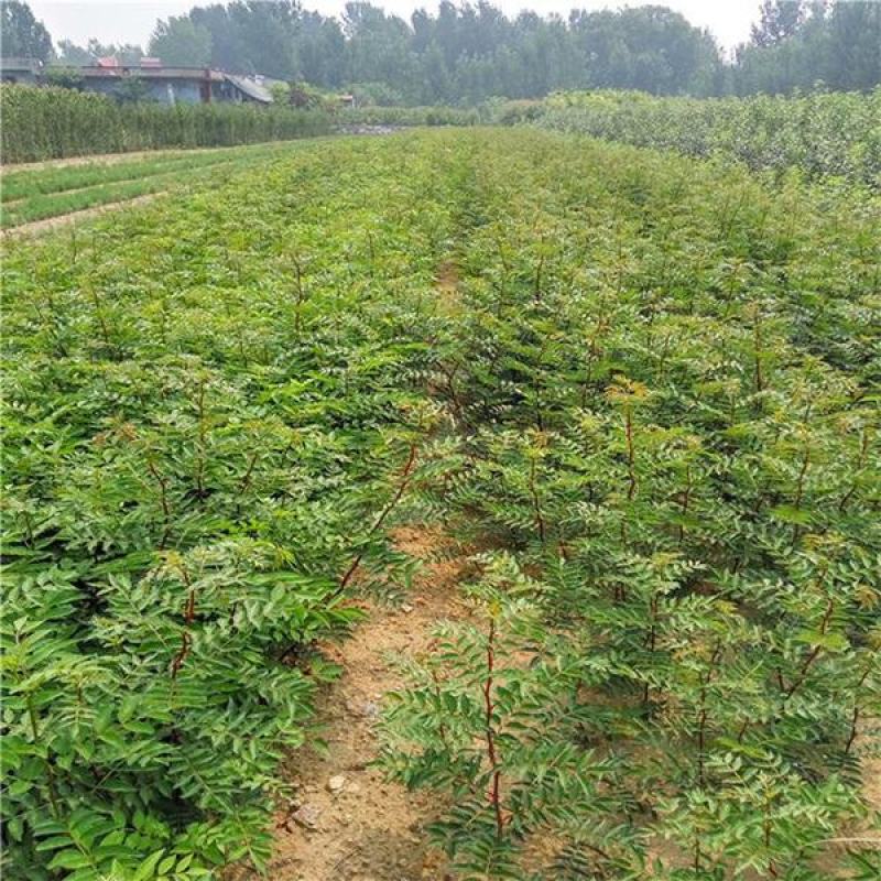 大红袍花椒苗狮子头花椒苗。基地直发品种保质保量。