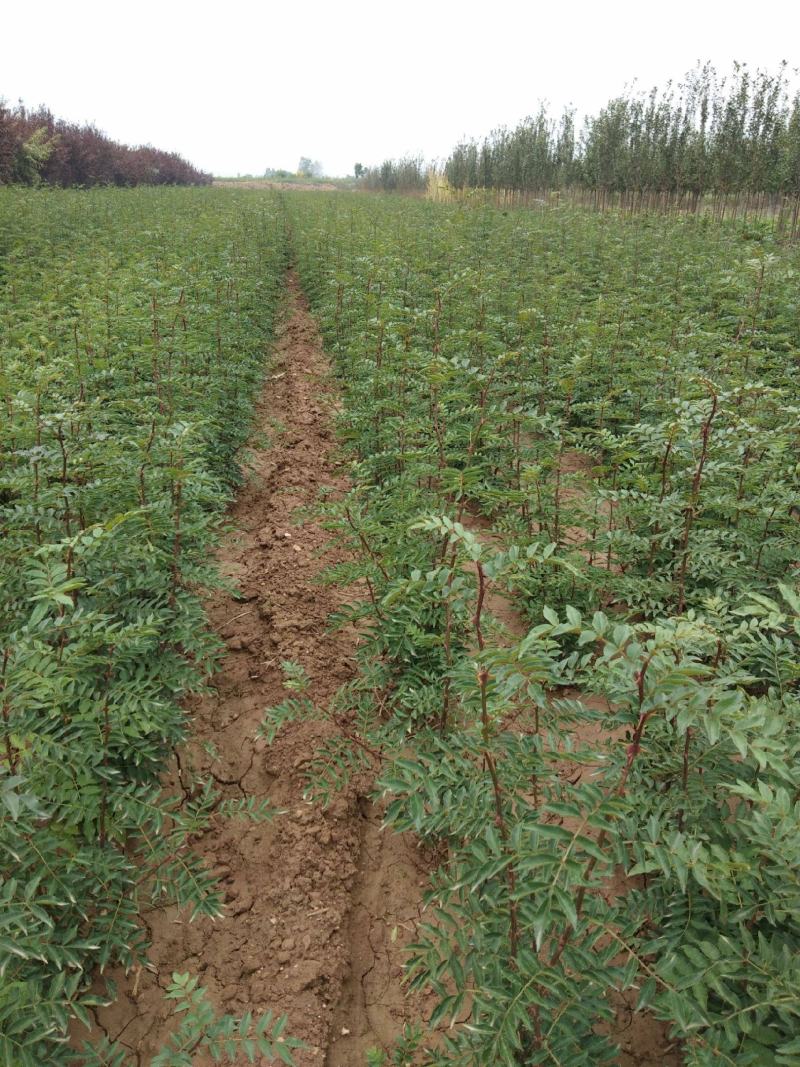 大红袍花椒苗狮子头花椒苗。基地直发品种保质保量。