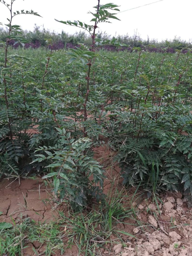 大红袍花椒苗狮子头花椒苗。基地直发品种保质保量。