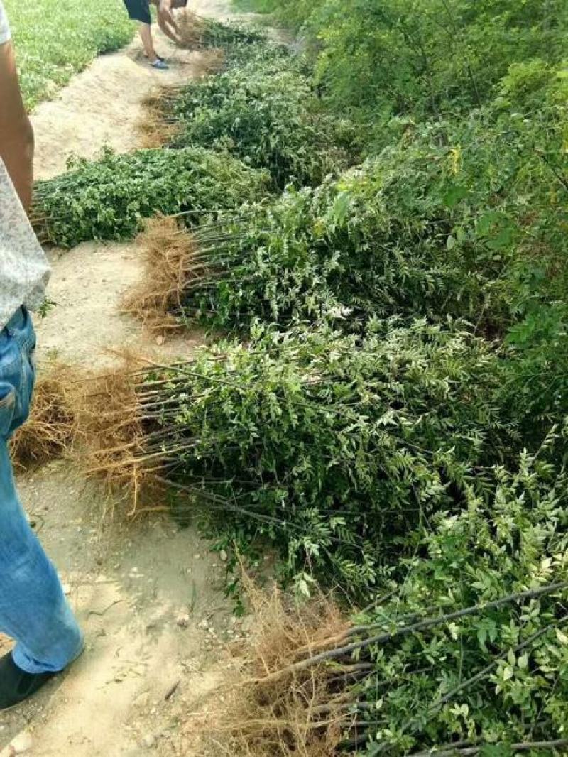 大红袍花椒苗狮子头花椒苗。基地直发品种保质保量。