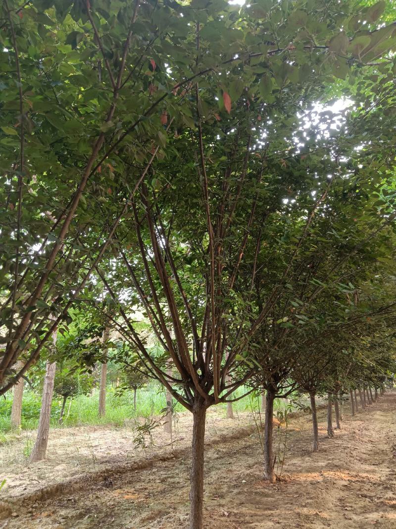 美人梅，基地直销，6-12公分，颗颗精品，欢迎前来选购