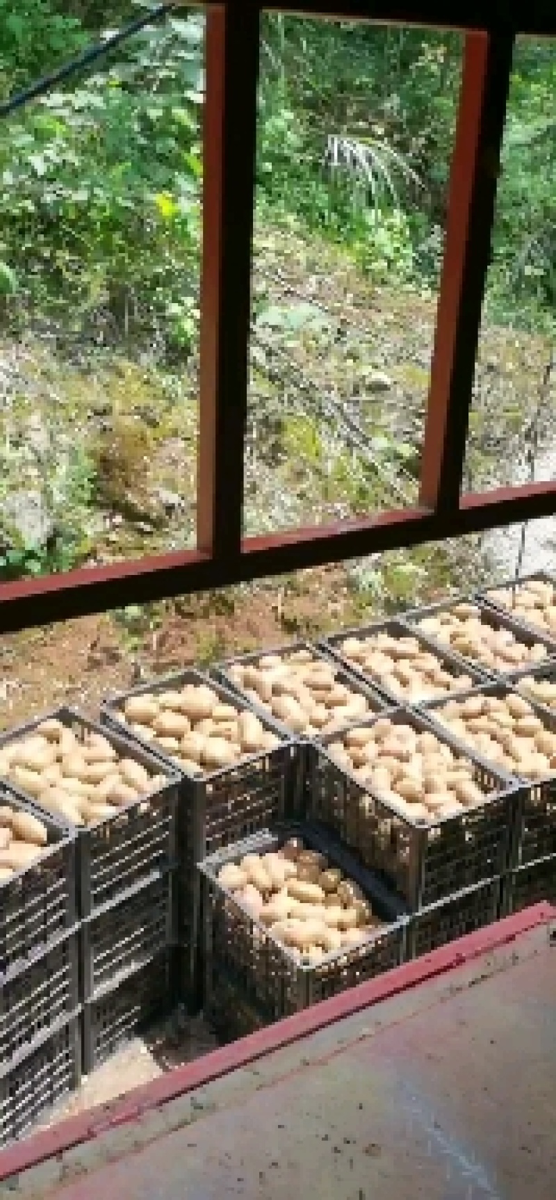 湘西绿心猕猴桃基地