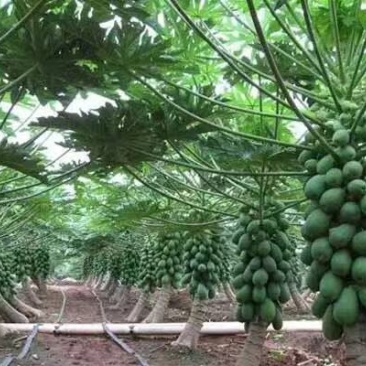 木瓜苗益源6号大青大白木瓜苗红肉木瓜水果木瓜