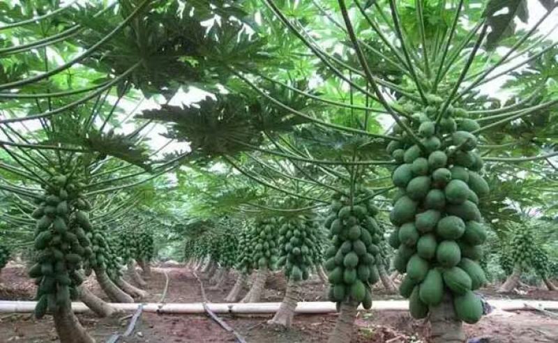 木瓜苗益源6号大青大白木瓜苗红肉木瓜水果木瓜