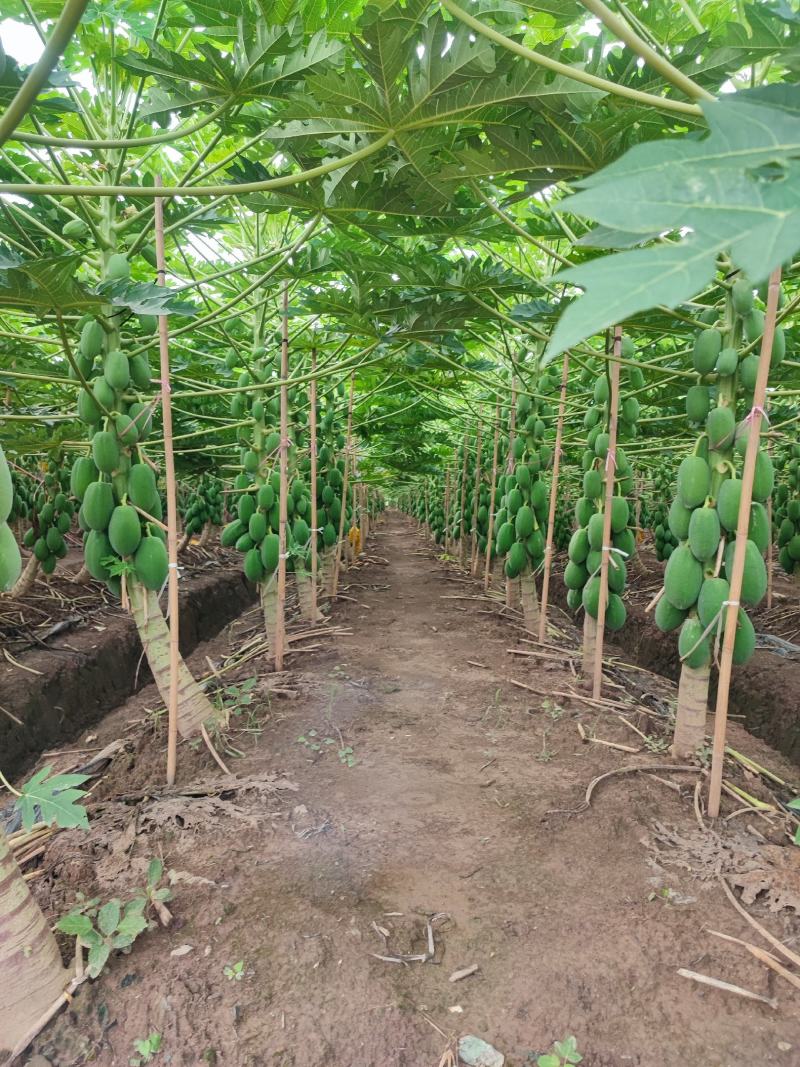 木瓜苗益源6号大青大白木瓜苗红肉木瓜水果木瓜