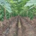 木瓜苗益源6号大青大白木瓜苗红肉木瓜水果木瓜