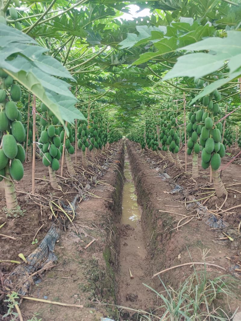 木瓜苗益源6号大青大白木瓜苗红肉木瓜水果木瓜