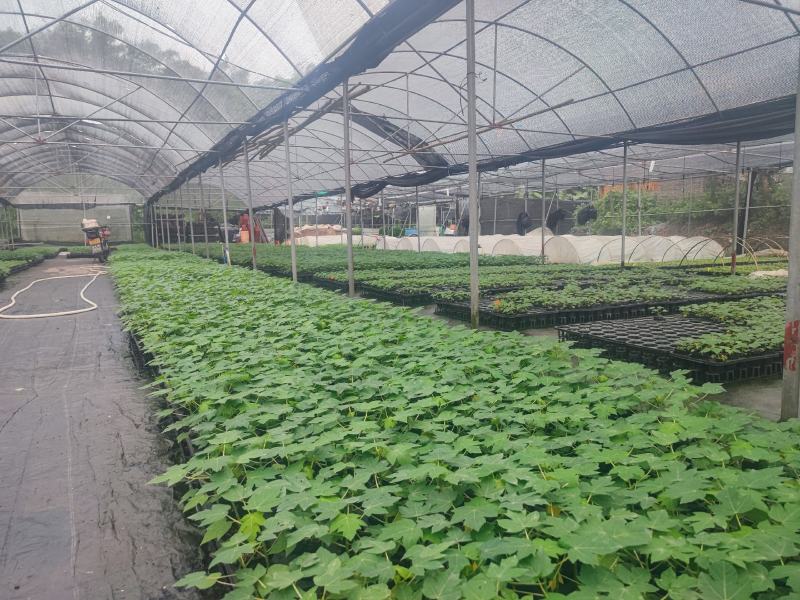 木瓜苗益源6号大青大白木瓜苗红肉木瓜水果木瓜