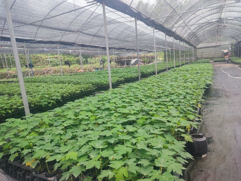 木瓜苗益源6号大青大白木瓜苗红肉木瓜水果木瓜