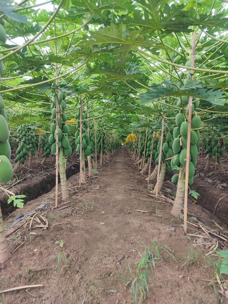 木瓜苗益源6号大青大白木瓜苗红肉木瓜水果木瓜