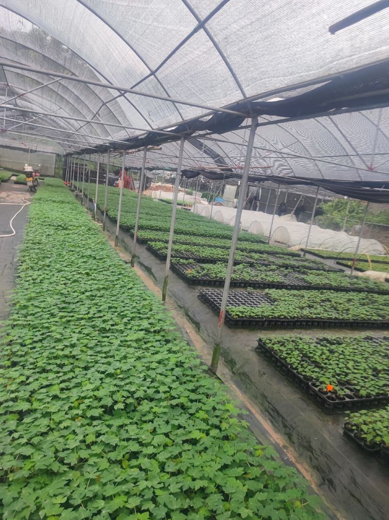 木瓜苗益源6号大青大白木瓜苗红肉木瓜水果木瓜