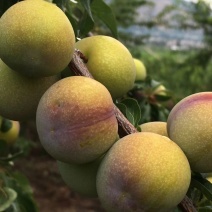 半边红李子苗【茵红李子苗】品种纯正，基地直销