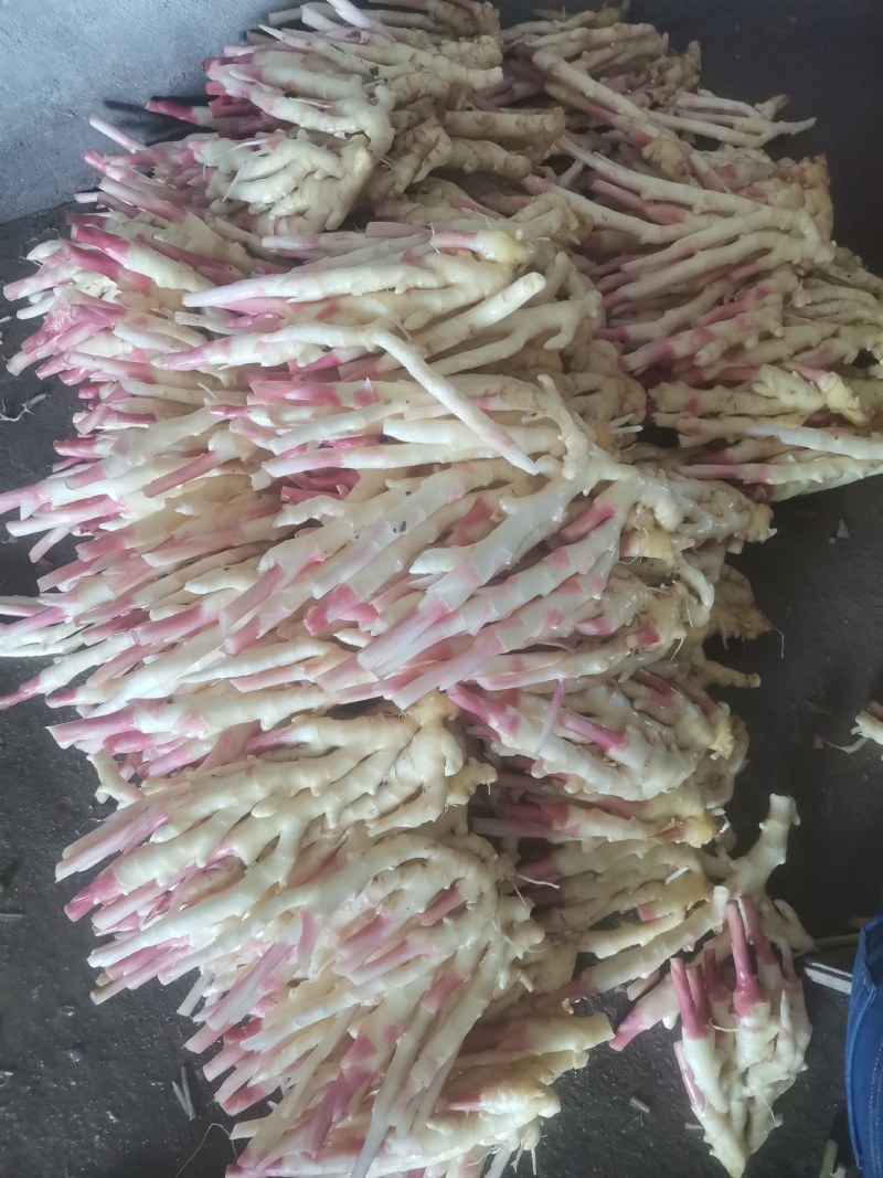 姜，红芽姜，精品洗姜，加冰泡沫箱装仔姜，优质二黄仔姜