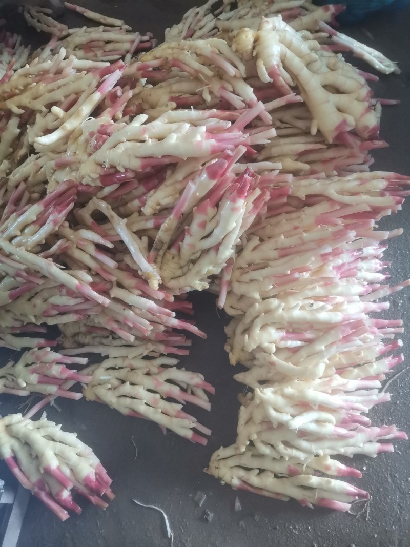 姜，红芽姜，精品洗姜，加冰泡沫箱装仔姜，优质二黄仔姜