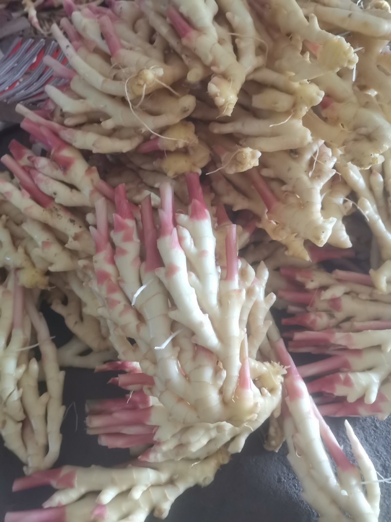 姜，红芽姜，精品洗姜，加冰泡沫箱装仔姜，优质二黄仔姜