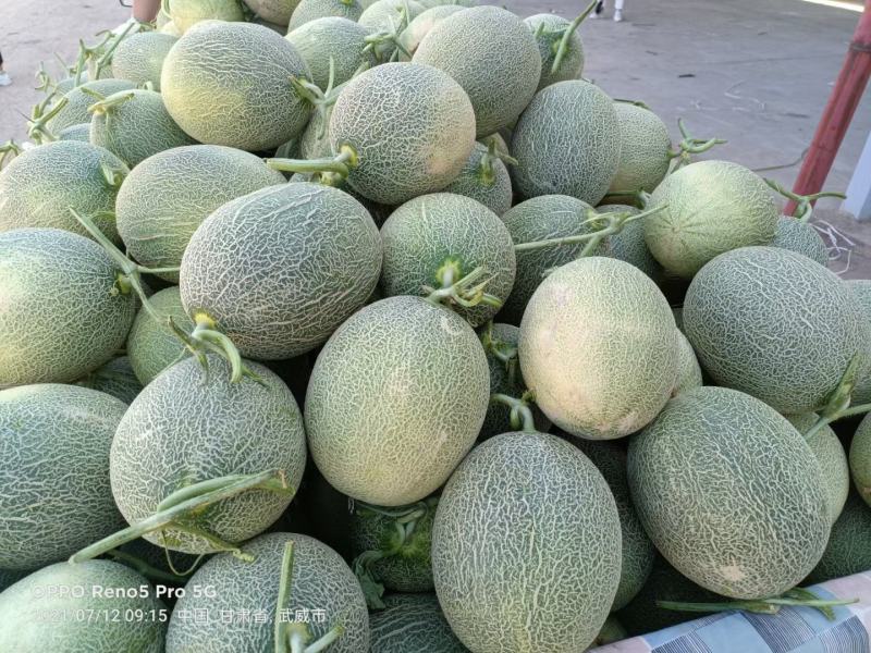 【热卖甘肃西州蜜】大量上市，质量杠杠滴，通过一亩田联系我