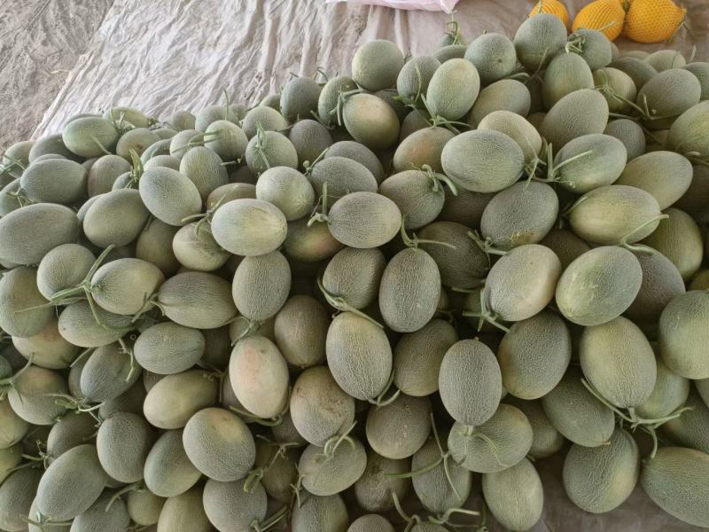 【热卖甘肃西州蜜】大量上市，质量杠杠滴，通过一亩田联系我