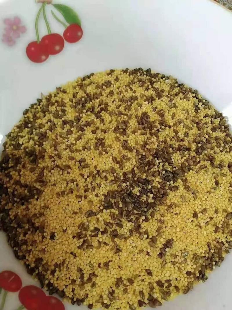 苦荞小米