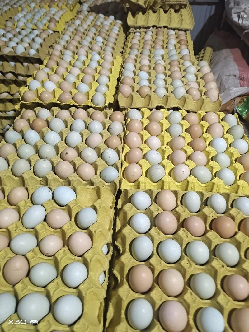 京山散养土鸡蛋，初生蛋，粉壳绿壳蛋大量供应品质保证