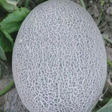 【热卖甘肃西州蜜】大量上市，质量杠杠滴，通过一亩田联系我