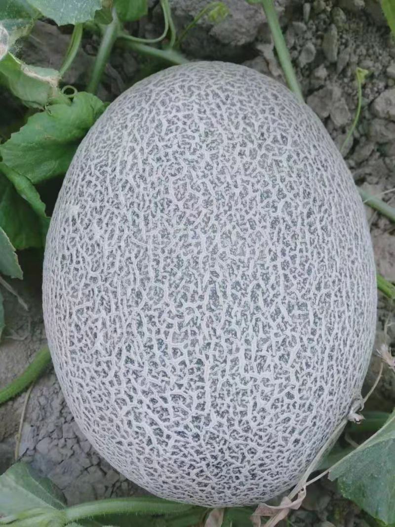 【热卖甘肃西州蜜】大量上市，质量杠杠滴，通过一亩田联系我