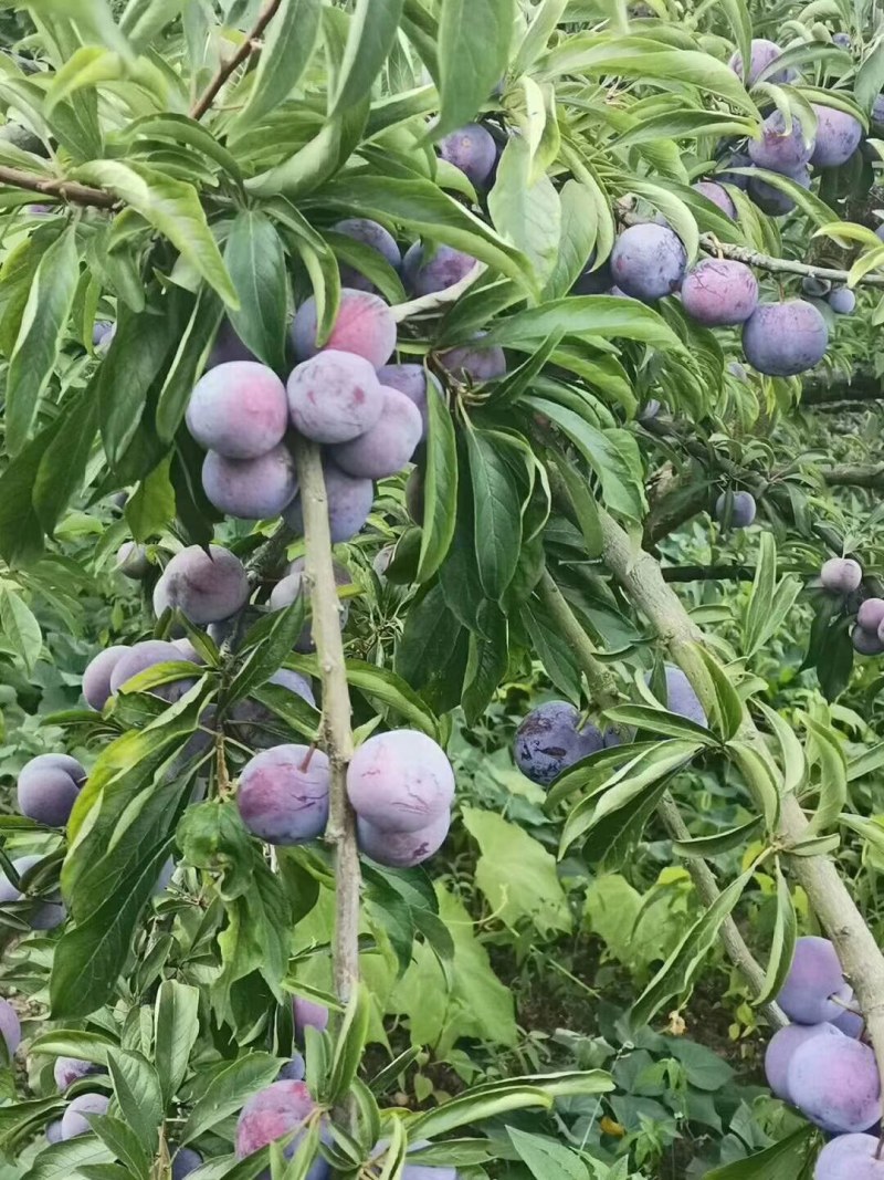 脆红李子苗，翠红李子苗，晚熟李子苗，基地直销，品种纯正