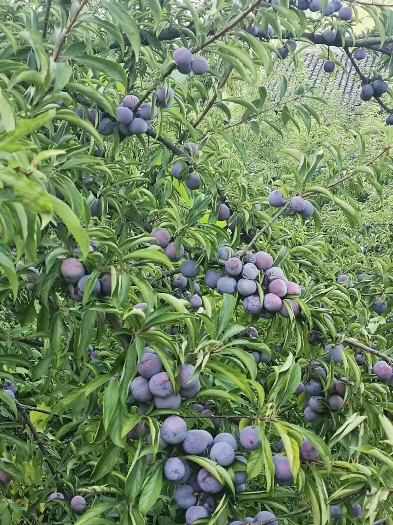 脆红李子苗，翠红李子苗，晚熟李子苗，基地直销，品种纯正